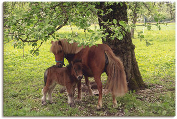 Art-Land Pony Mutterglück 90x60cm