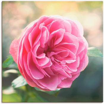 Art-Land Rosa Rose im Gegenlicht 70x70cm