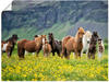 Artland Wandbild »Isländische Pferde VII«, Haustiere, (1 St.), als Leinwandbild,