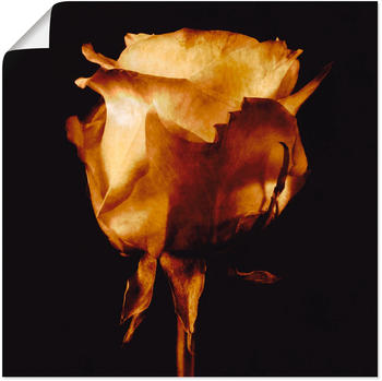 Art-Land Vergoldete Rose 70x70cm