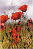 Artland Wandbild »Mohnblumen im Morgenlicht«, Blumenwiese, (1 St.), als...