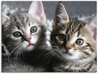 Artland Wandbild "Katze" Haustiere 1 Stk. tlg. als Leinwandbild, Poster in verschied.
