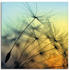 Art-Land Goldener Sonnenuntergang und Pusteblumen, meditativer Zen-Hintergrund 50x50cm