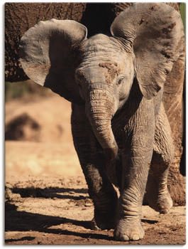 Art-Land Elefantenbaby 45x60cm