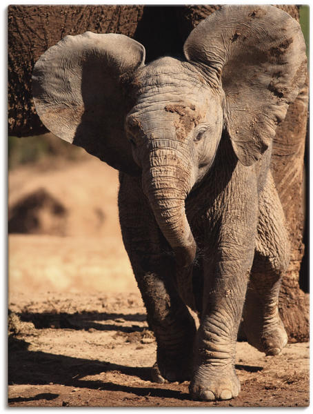Art-Land Elefantenbaby 45x60cm