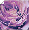 Artland Wandbild »Lila Rose«, Blumen, (1 St.), als Leinwandbild, Poster in