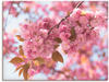 Artland Wandbild »Japanische Kirschblüte in Love I«, Blumen, (1 St.), als