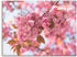 Art-Land Japanische Kirschblüte in Love 120x90cm