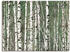 Art-Land Birkenwald Bäume 80x60cm