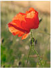 Artland Wandbild »Mohnblume«, Blumen, (1 St.), als Alubild, Outdoorbild in