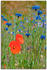 Art-Land Wiese mit Mohnblumen und Kornblumen 20x30cm
