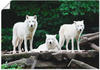 Artland Wandbild »Arktische Wölfe«, Wildtiere, (1 St.), als Leinwandbild, Poster