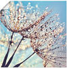 Artland Wandbild »Pusteblume Tröpfchenfänger«, Blumen, (1 St.), als Alubild,