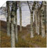 Art-Land Birken im Herbst um 1898 70x70cm