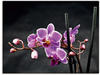 Artland Wandbild »Eine Orchidee vor schwarzem Hintergrund«, Blumen, (1 St.),...