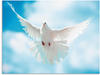 Artland Wandbild »Taube mit ausgebreiteten Flügeln«, Vögel, (1 St.), als...