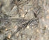 YS-Art Goldbaum ohne Schattenfugenrahmen 120x60cm