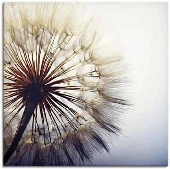Art-Land Große Pusteblume vor einem blauen Hintergrund 40x40cm