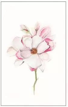 Komar Wandbild Magnolia Blossom 40 x 50 cm