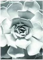 Komar Bild "Succulent Closeup" Bl&auml;tter Pflanzen 1 Stk. tlg. Wandbild zur Dekoration