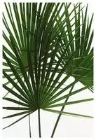 Komar Bild "Palmtree Leaves" Pflanzen 1 Stk. tlg. Wandbild zur Dekoration - ohne