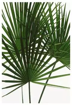Komar Wandbild Palmtree Leaves 50 x 70 cm