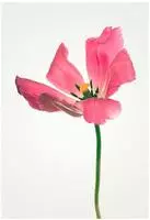 Komar Bild "Tulip" Blumen 1 Stk. tlg. Wandbild zur Dekoration - ohne Rahmen