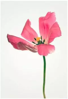 Komar Wandbild Tulip 30 x 40 cm