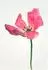 Komar Wandbild Tulip 30 x 40 cm