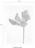 Komar Wandbild Tulip 30 x 40 cm