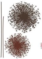 Komar Wandtattoo "Pusteblume - Gr&ouml;&szlig;e 50 x 70 cm" selbstklebend, Wandsticker