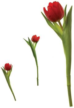 RoomMates Tulpen