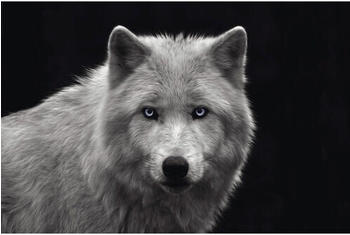 Reinders White Wolf - Blue Eyes 61x91,5 cm