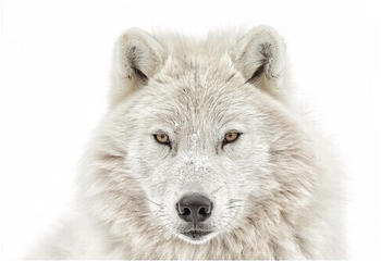 Reinders Wolf Head 61x91,5 cm