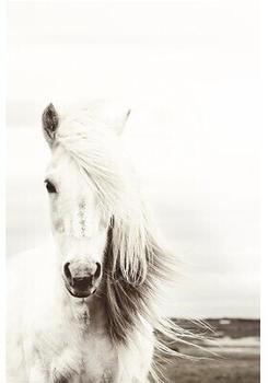 Reinders White Horse 61x91,5 cm (A109/48)
