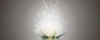 Artland Glasbild »Magie der Lotus-Blume«, Blumen, (1 St.), in verschiedenen