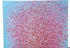 KARE Touched Flower Boat 120x160cm