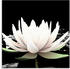 Art-Land Zwei Lotusblumen auf dem Wasser 30x30cm (70171001-0)