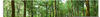 Artland Glasbild »Panorama von einem grünen Sommerwald«, Wald, (1 St.), in