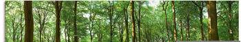 Art-Land Panorama von einem grünen Sommerwald 100x50cm (73642633-0)