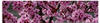 Artland Glasbild »Japanische Zierkirschen Blüte«, Bäume, (1 St.), in