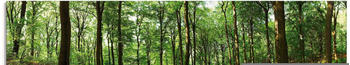 Art-Land Panorama von einem grünen Sommerwald 125x50cm (55364959-0)