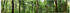 Art-Land Panorama von einem grünen Sommerwald 125x50cm (55364959-0)
