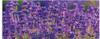 Artland Glasbild »Lavendelfeld in Tihany, Ungarn«, Felder, (1 St.), in