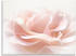 Art-Land Rose I Blumen rosa 60x45 cm