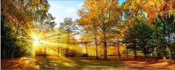 The Wall Art Herbstwald 125x50cm (50940)