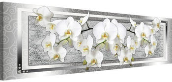 Delester Design Orchidee 45x145cm (PP1843O3)