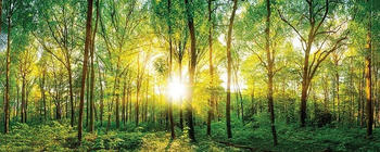 Euroart Glasbild Sunlight Forest quer 50 x 125 cm