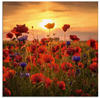 Artland Glasbild »Mohnblumen im Abendlicht«, Blumen, (1 St.), in verschiedenen