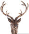 Linder Exclusiv Geweih Hirschgeweih 47,5x61cm (MC8031)
